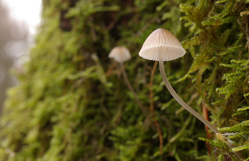 Mycena erubescens